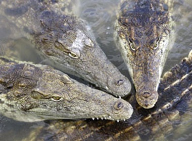 Nuoi ca sau hung du trong phong ngu hinh anh