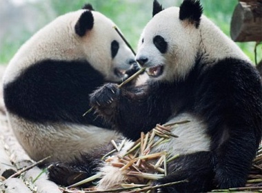 Ho ngu sac va gau truc Tu Xuyen hinh anh