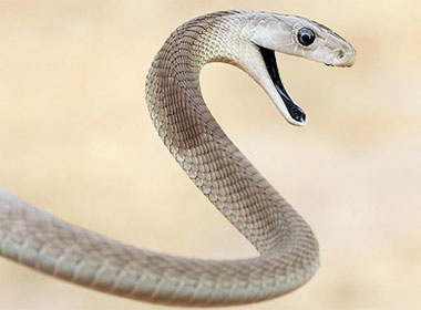 Tu tu bang cach de cho ran can hinh anh