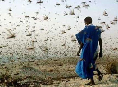 Hinh anh khung khiep ve bao con trung hinh anh