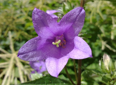 Nokia 'khoe' anh chup dep tu N9 hinh anh