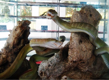 Tham 'bao tang' ran lon nhat Viet Nam hinh anh