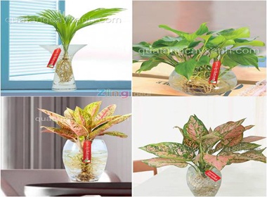 Tai tao net xanh trong khong gian nha ban hinh anh