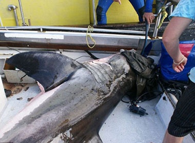 'Sat thu' ca map trang lao len thuyen hinh anh