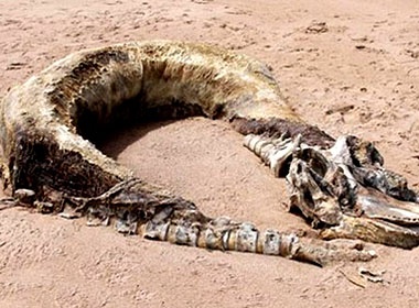 Xac ‘quai vat ky la’ troi dat len bo bien hinh anh