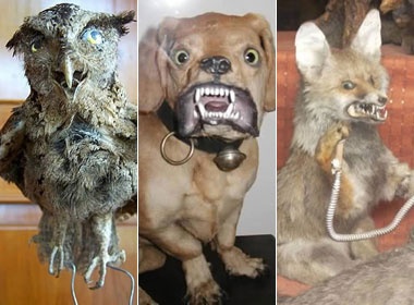 Hinh anh quai di cua xac dong vat phoi kho hinh anh