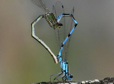 Cap chuon chuon 'tinh tu' thanh hinh trai tim hinh anh