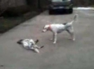 Clip cho gia chet gay sot tren mang hinh anh