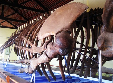 Xem bo xuong ca Ong lon nhat Dong Nam A hinh anh