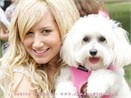 Ashley Tisdale hinh anh