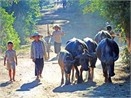 Khuc dong dao tho au… hinh anh