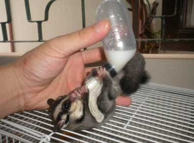 Trao luu nuoi thu 'khung' cua teen Ha thanh hinh anh