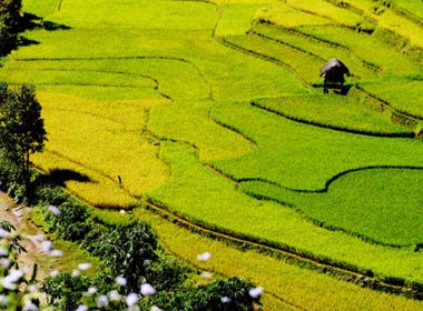 Mua thu vang tren Mu Cang Chai hinh anh