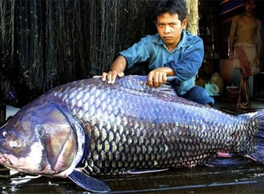 Nhung thuy quai khong lo tung bi bat tai song Mekong hinh anh