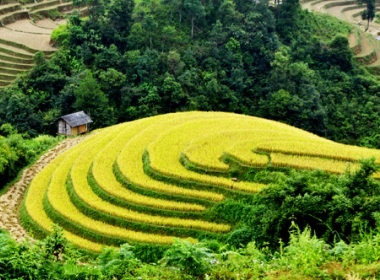 Mu Cang Chai tuyet dep mua lua chin hinh anh