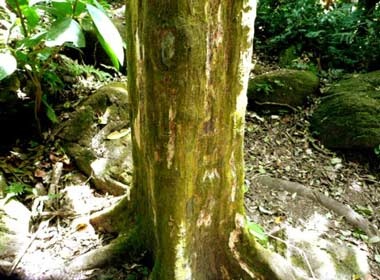 Bi an rung cay than vuong o gan kenh dao Panama hinh anh