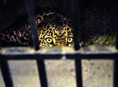 Bao giet chet be trai 4 tuoi o Nepal hinh anh