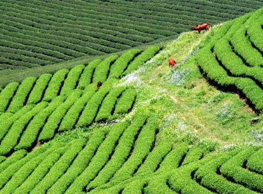 Troi tren nhung song che Moc Chau hinh anh