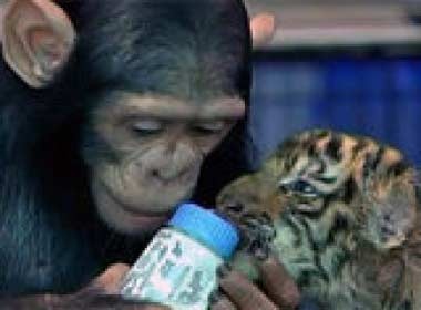 Clip tinh tinh cho ho uong sua hinh anh