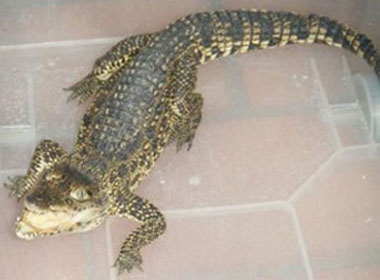 Nuoi ca sau hung du trong nha tam hinh anh