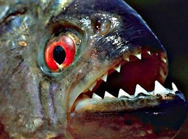 Ca an thit can xe du khach o Brazil hinh anh