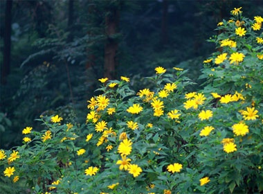 Ba Vi ruc ro mua hoa da quy hinh anh