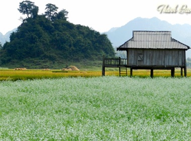 Cao nguyen Moc Chau mua cai trang hinh anh