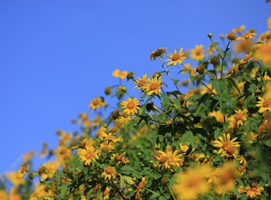 Da Lat lang man mua da quy hinh anh
