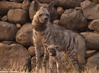 Anh cuc hiem ve loai linh cau hinh anh