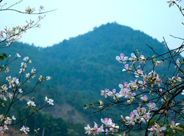 Ve mien Tay Bac nghe chuyen tinh hoa ban hinh anh