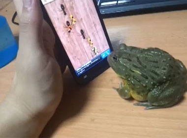 Clip ech choi game hinh anh