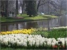 Quyen ru nhu vuon Keukenhof hinh anh