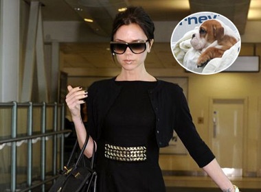 Vic mua ve may bay hang nhat cho cun cung hinh anh