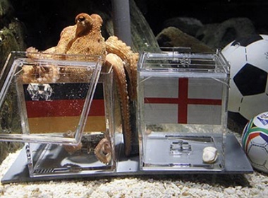 Bach tuoc du doan ket qua World Cup hinh anh