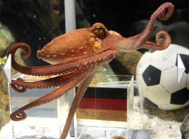 ‘Chuyen gia’ bach tuoc doan Duc thang Argentina hinh anh