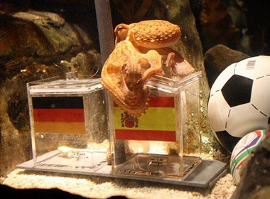 'Bach tuoc tien tri' lua chon Tay Ban Nha thang hinh anh