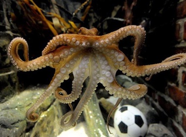 'Bach tuoc tien tri' se du doan tran chung ket hinh anh