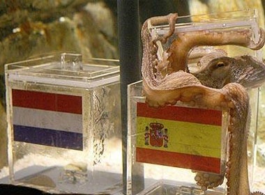 Bach tuoc Paul chon Tay Ban Nha vo dich hinh anh