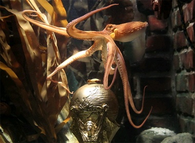 Nguoi Tay Ban Nha muon 'nhap tich' cho bach tuoc Paul hinh anh