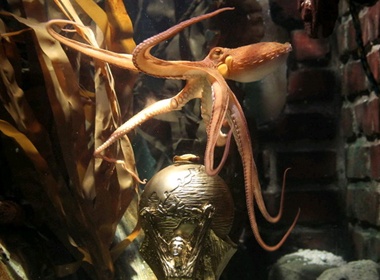 Bach tuoc Paul thanh thuong khach o TBN hinh anh