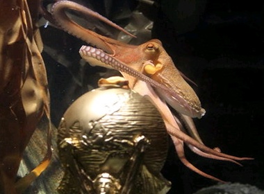 Bai hat vinh danh 'bach tuoc tien tri' hinh anh