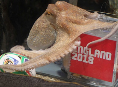 Bach tuoc Paul 'hoi huong' hinh anh