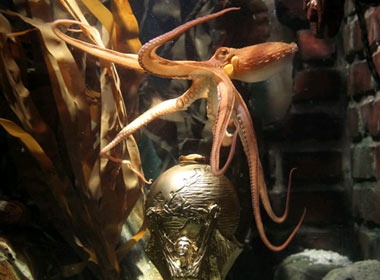 Bach tuoc tien tri World Cup ‘qua doi’ hinh anh