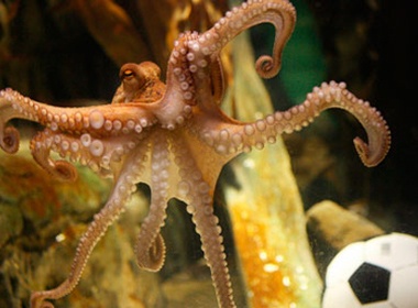 Bach tuoc Paul se duoc hoa tang hinh anh