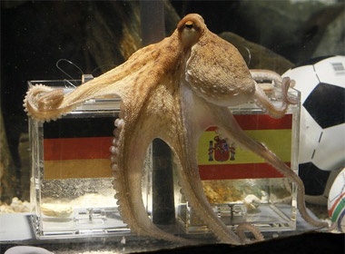 Sap xuat hien 'truyen nhan' cua bach tuoc Paul hinh anh