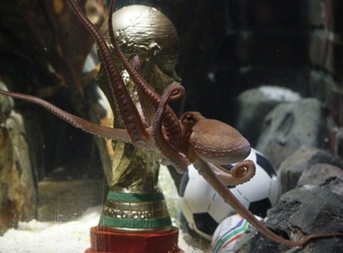 Maradona vui mung khi Paul qua doi hinh anh