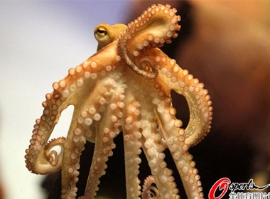 Chiem nguong 'dung nhan' cua 'Paul de nhi' hinh anh