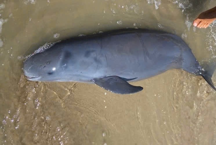 29 Tet, Ca Ong dat vao bo bien Vung Tau hinh anh