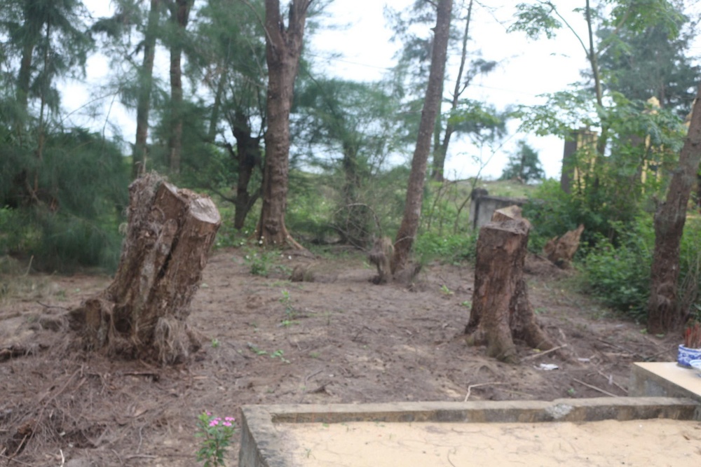 Nghi van 'buc tu' rung phi lao ven bien de mo rong nghia dia hinh anh