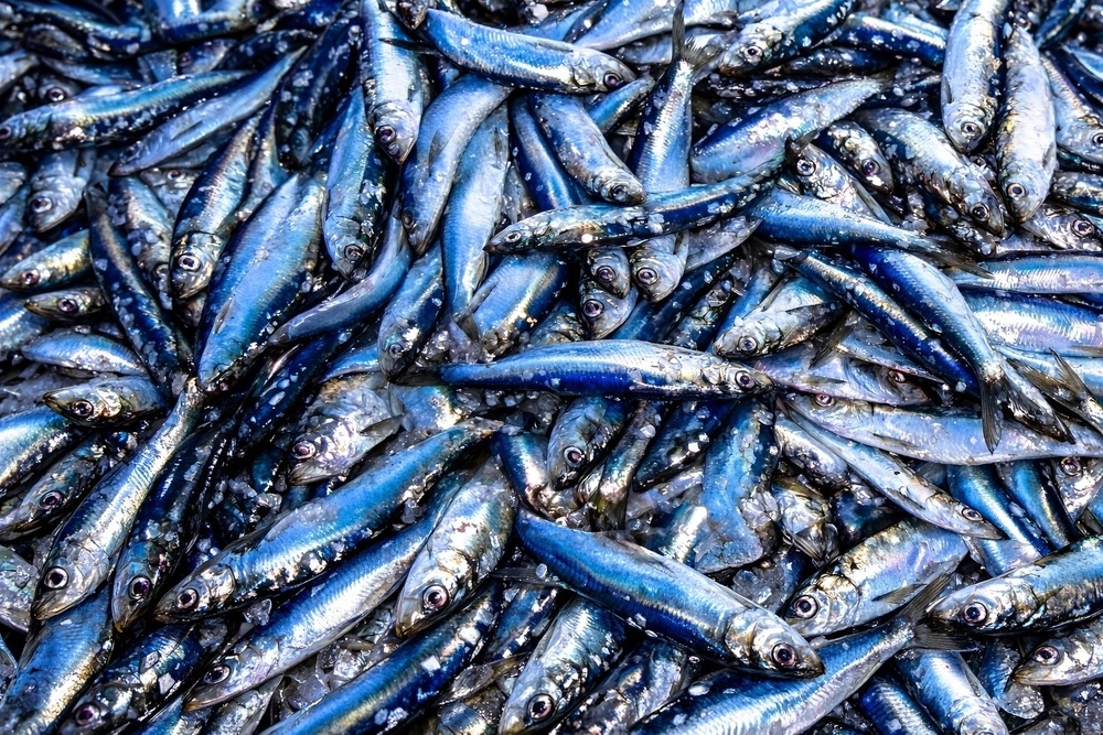 5 loại cá là kho chứa Omega-3